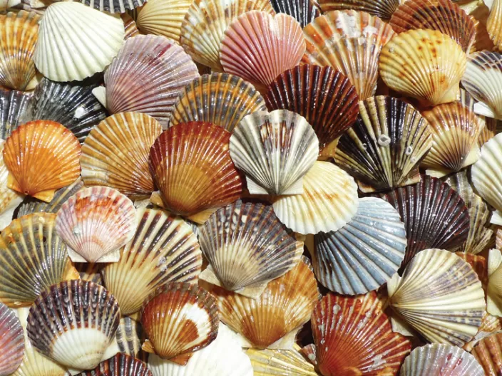 Heritage Puzzle Beach Puzzles*Bay Scallop Beauties Puzzle