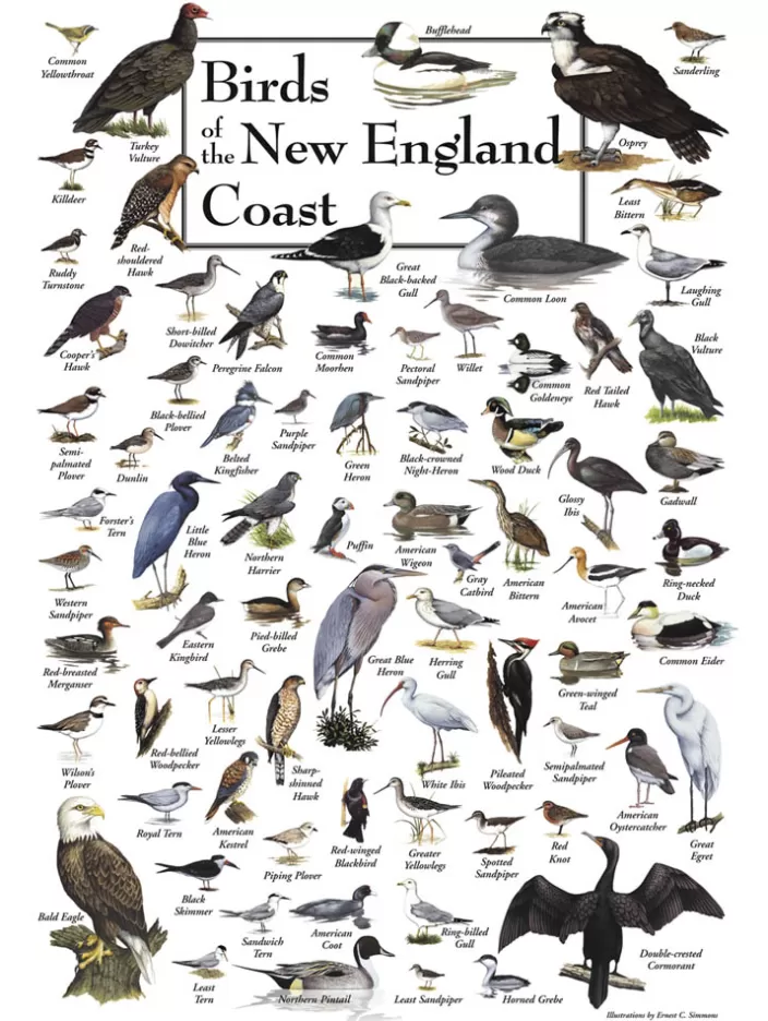 Heritage Puzzle Bird Puzzles*Birds Of The New England Coast Puzzle