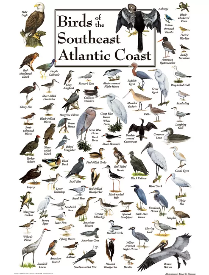 Heritage Puzzle Bird Puzzles*Birds Of The South Atlantic Coast