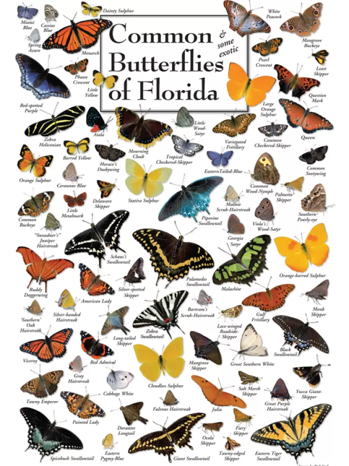 Heritage Puzzle Butterfly Puzzles*Butterflies Of Florida Puzzle