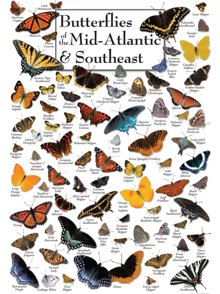 Heritage Puzzle Butterfly Puzzles*Butterflies Of Mid-Atlantic & The Southeast Puzzle