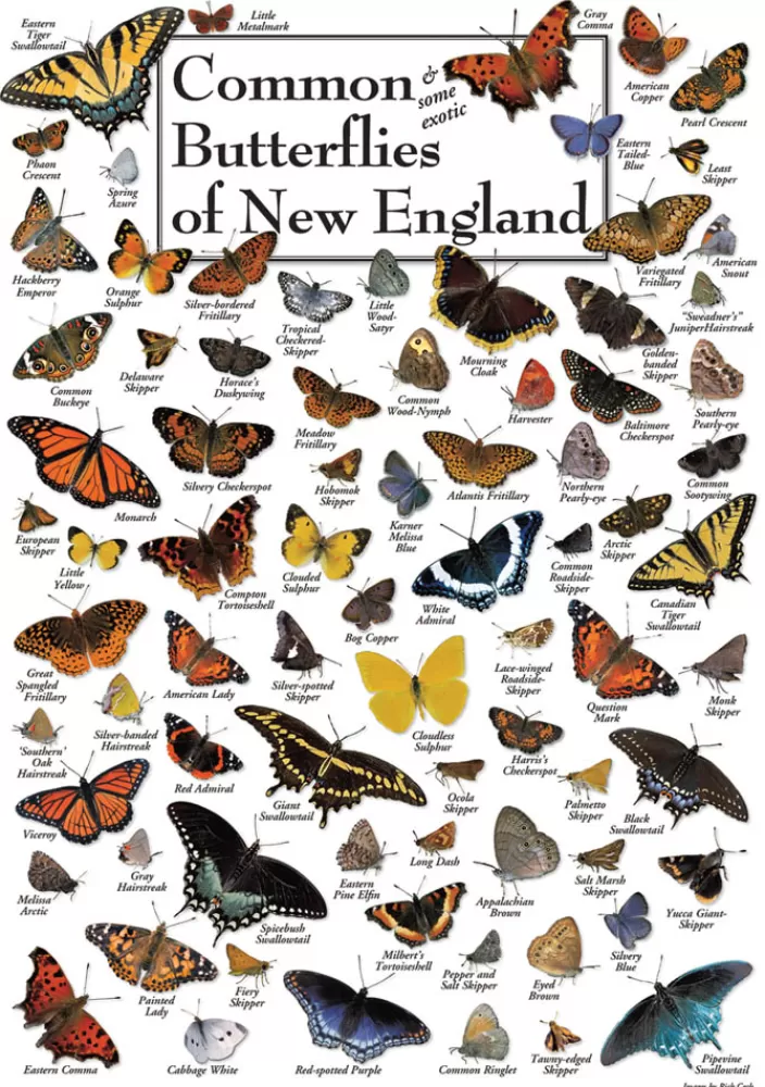 Heritage Puzzle Butterfly Puzzles*Butterflies Of New England Puzzle