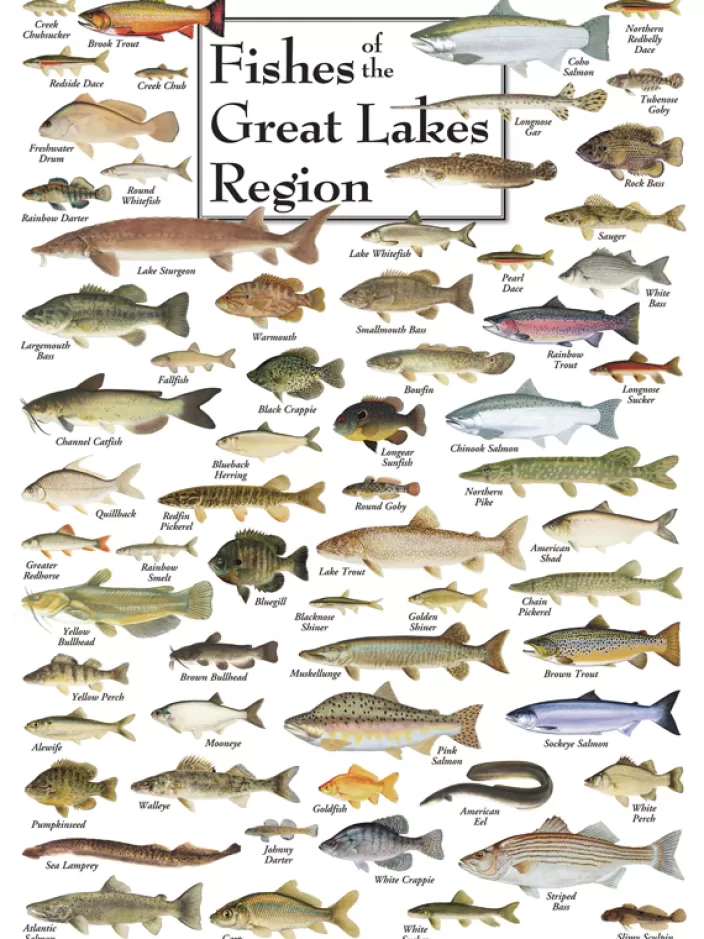 Heritage Puzzle Fish Puzzles*Fish Of The Great Lakes Puzzle