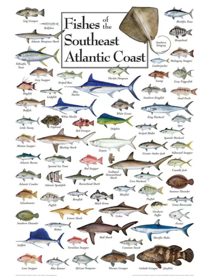 Heritage Puzzle Delmarva Puzzles*Fish Of The South Atlantic Coast Puzzle