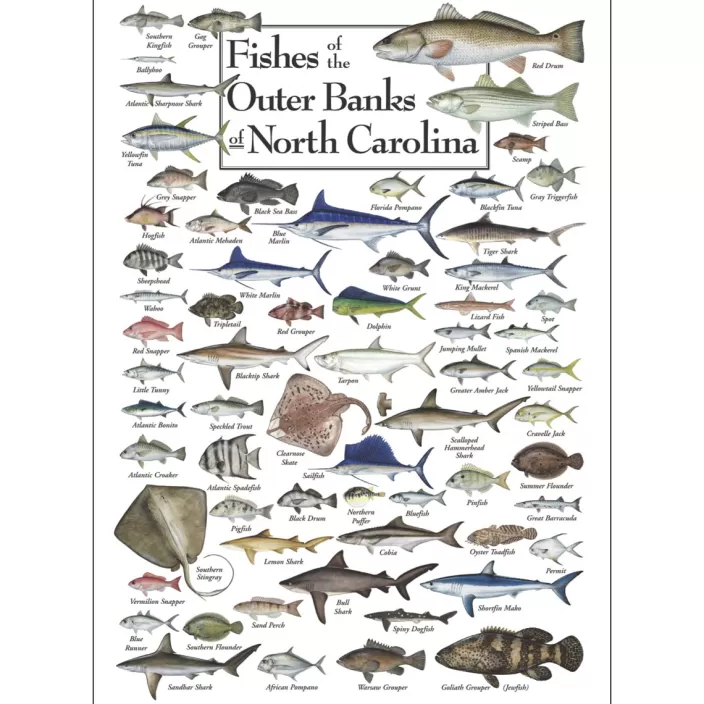 Heritage Puzzle Delmarva Puzzles*Fishes Of The Outer Banks Puzzle