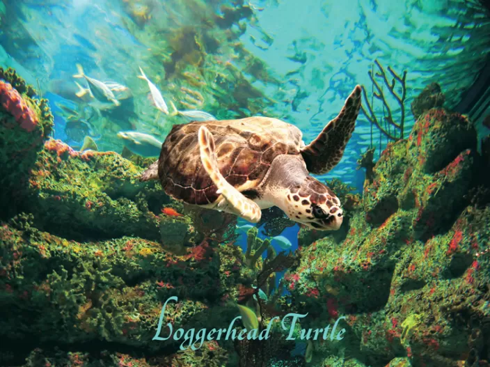 Heritage Puzzle Coastal Puzzles*Loggerhead Turtle Puzzle