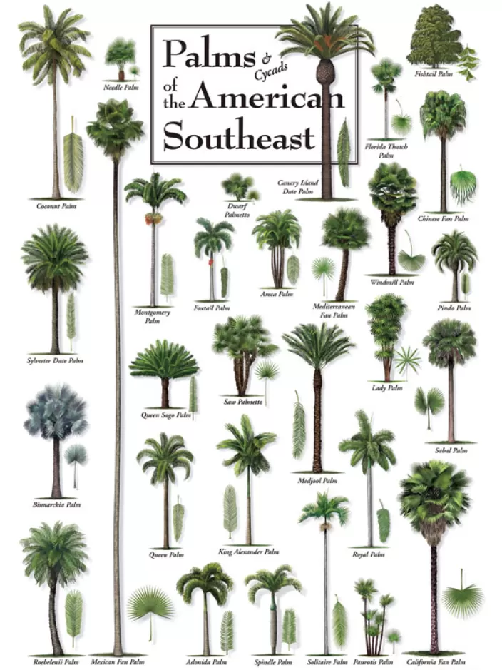 Heritage Puzzle Florida And The Gulf Puzzles*Palms Of The American Southeast Puzzle