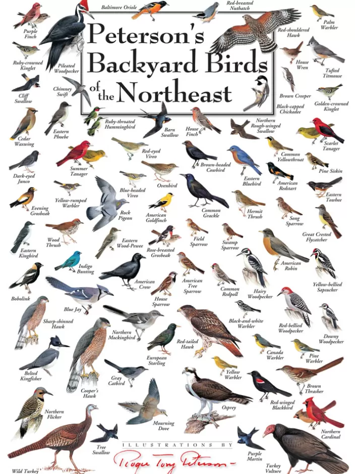 Heritage Puzzle Bird Puzzles*Peterson'S Backyard Birds Of The Northeast Puzzle