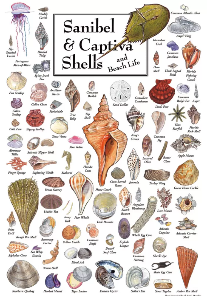 Heritage Puzzle Florida And The Gulf Puzzles*Shells Of Sanibel & Captiva Puzzle