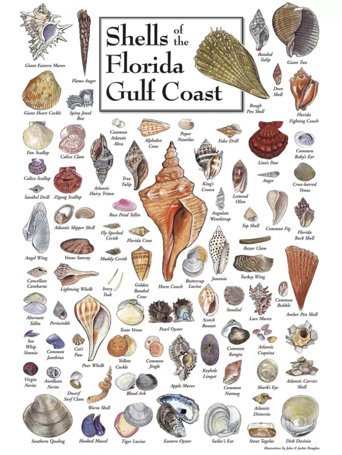 Heritage Puzzle Florida And The Gulf Puzzles*Shells Of The Florida Gulf Coast