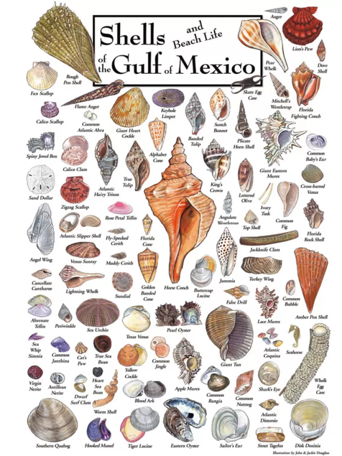 Heritage Puzzle Florida And The Gulf Puzzles*Shells Of The Gulf Of Mexico Puzzle