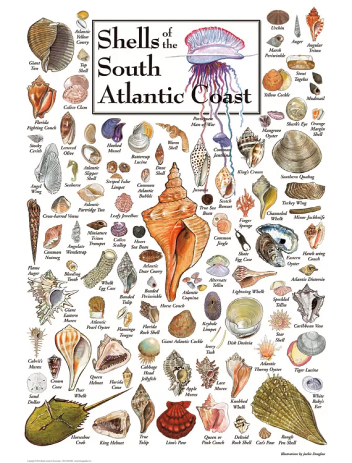 Heritage Puzzle Delmarva Puzzles*Shells Of The South Atlantic Coast Puzzles